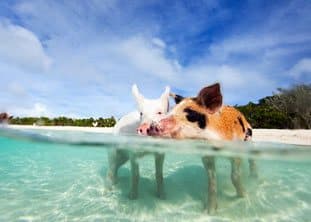 BOI-Exuma-Bahamas-Swimming-Pigs