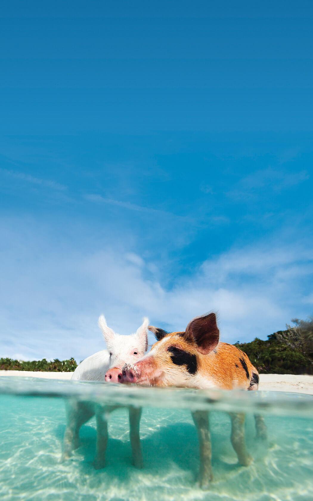 Exumas swimming pigs