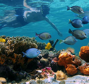 BOI Bahamas Snorkeling