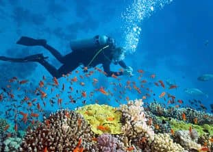 BOI Bahamas fishes diving