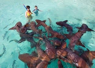BOI Exuma Snorkeling with sharks