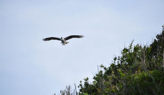 Blog | Ecotourism in Acklins is a Dream Spot for Nature Lovers | MYOUTISLANDS.COM