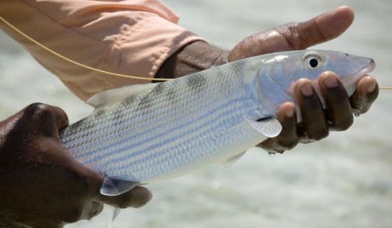 Blog | Fishing in the Southern Bahamas | MYOUTISLANDS.COM