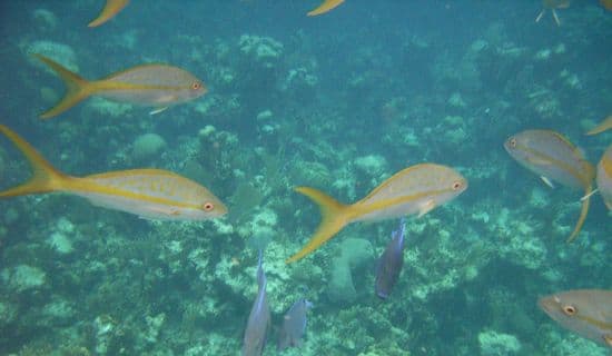 Blog | Lesser Known Activities: Red Bays Snapper Tournament | MYOUTISLANDS.COM