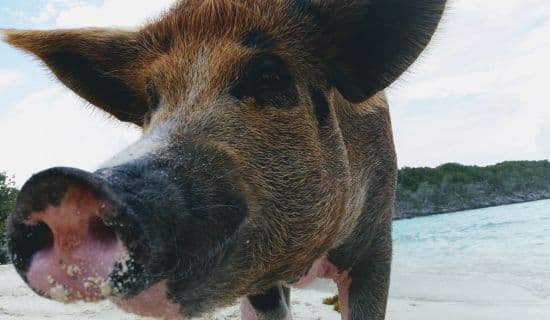 Blog | The 2  most instagrammed attractions in The Bahamas | MYOUTISLANDS.COM