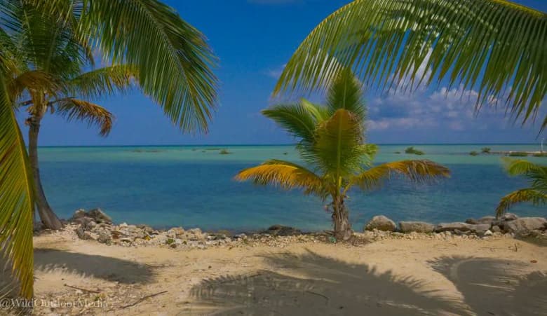 Andros Island Bonefish Club | myoutislands.com