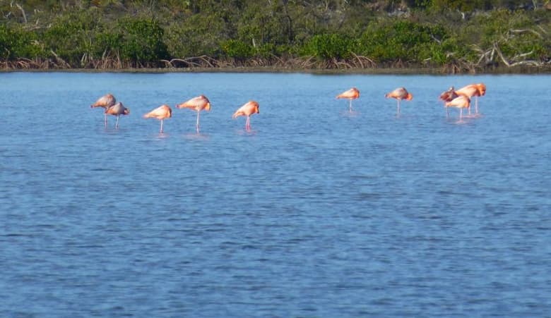 Acklins Creekside Bonefish Lodge | myoutislands.com