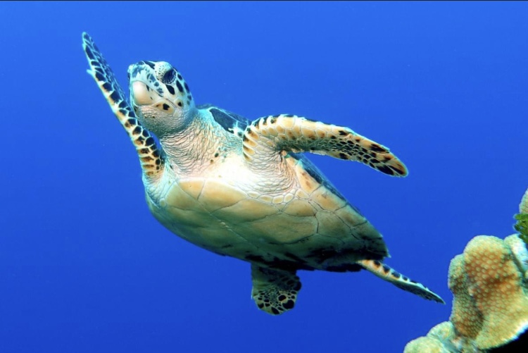 Turtle in the Sea