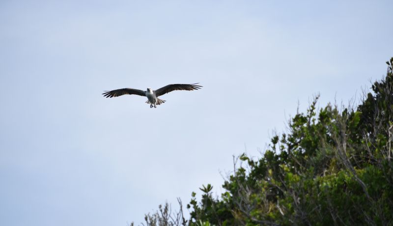 Blog | Ecotourism in Acklins is a Dream Spot for Nature Lovers | caribbeantravel.com