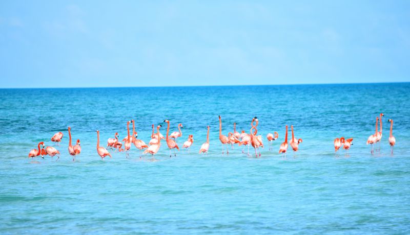 Blog | Flamingos paint the Acklins horizon pink | caribbeantravel.com