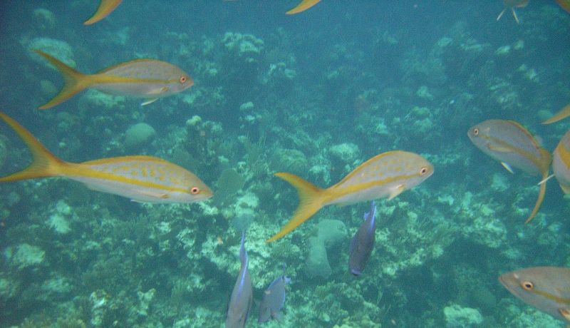 Blog | Lesser Known Activities: Red Bays Snapper Tournament | caribbeantravel.com