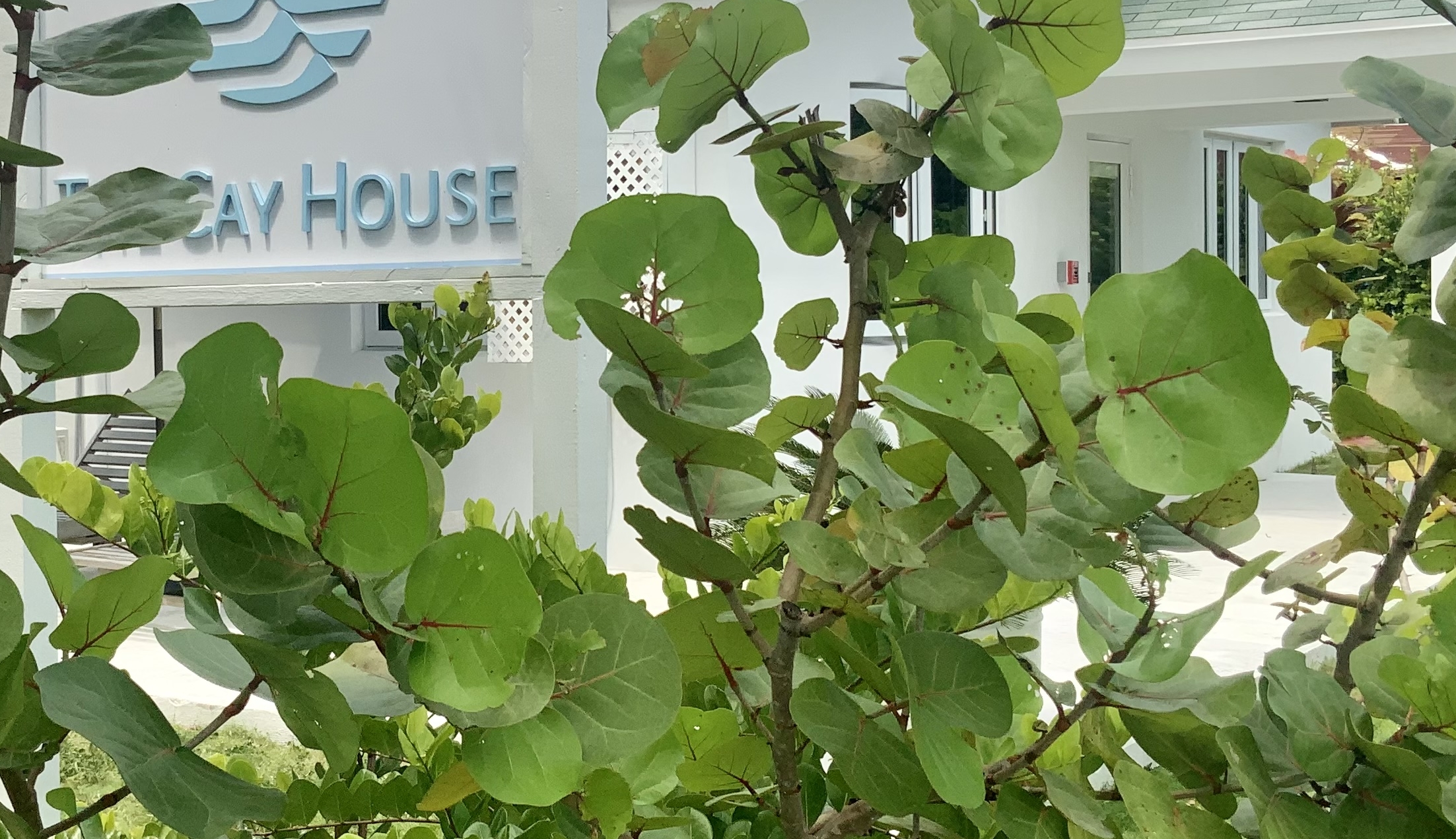 The Cay House Special Image